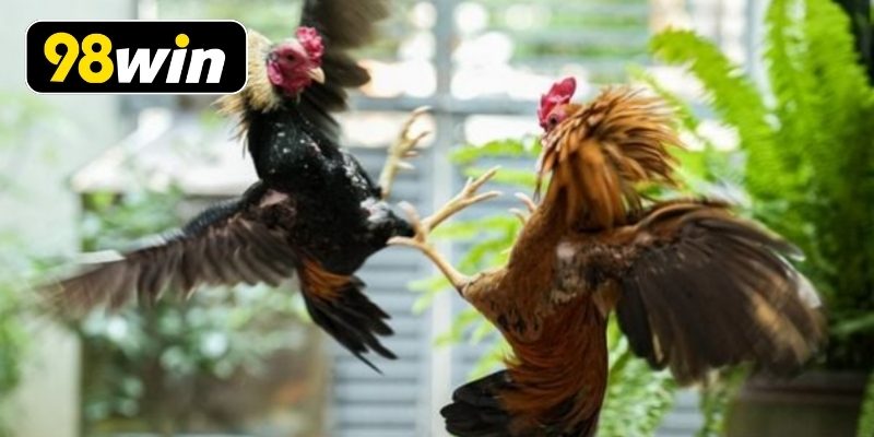 Bảng luật chơi chi tiết dành cho thành viên