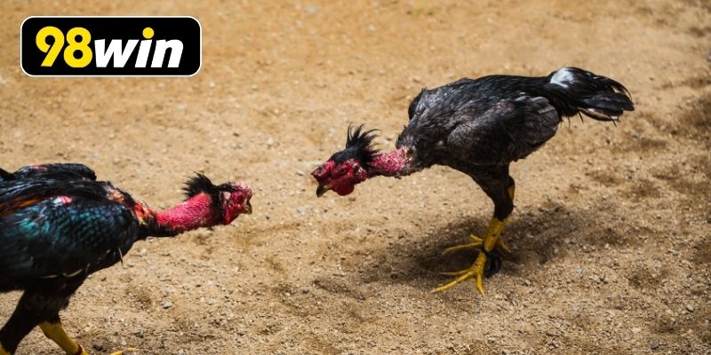 Cách đặt cược gà nòi Thomo dễ dàng