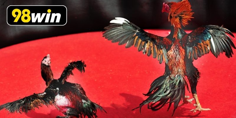 Chất lượng phát sóng đá gà Thomo siêu nét