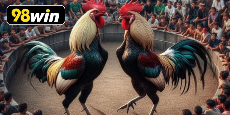 Chế độ dinh dưỡng khoa học cho chiến kê