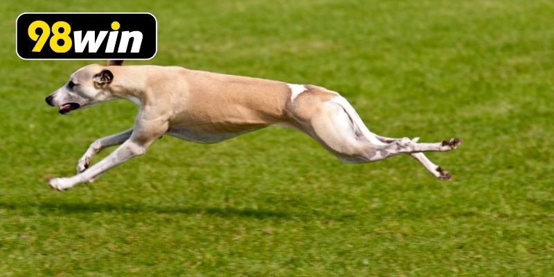 Chia sẻ bí kíp soi kèo hiệu quả