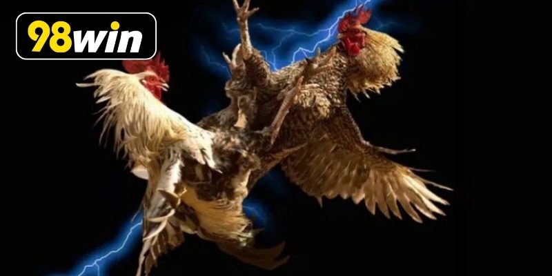 Chiến kê chất lượng cao sẵn sàng thi đấu