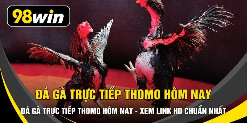 Đá Gà Trực Tiếp Thomo Hôm Nay