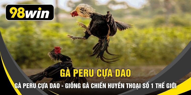 Gà Peru Cựa Dao