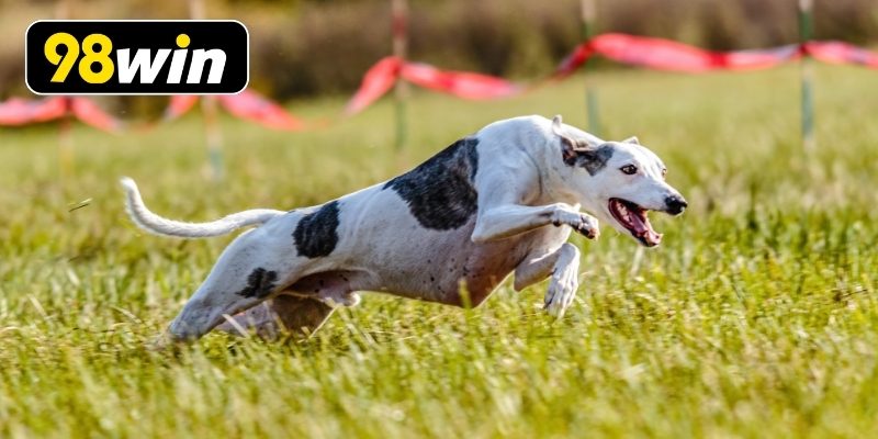 Khám phá kèo đua chó Mỹ với nhiều điều thú vị