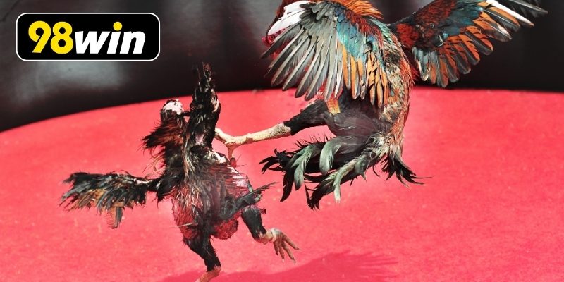 Lịch đá gà trực tiếp Thomo hôm nay cập nhật