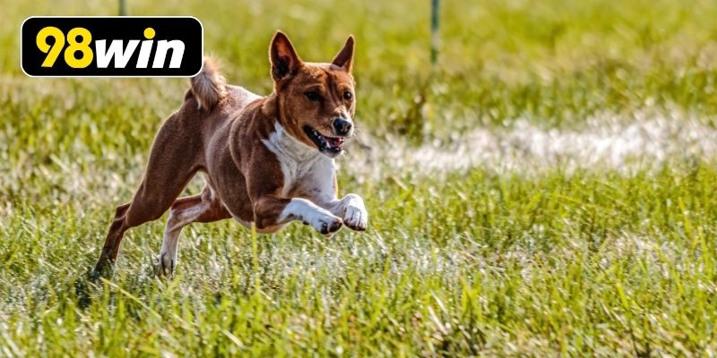 Tìm hiểu các loại kèo cược hấp dẫn