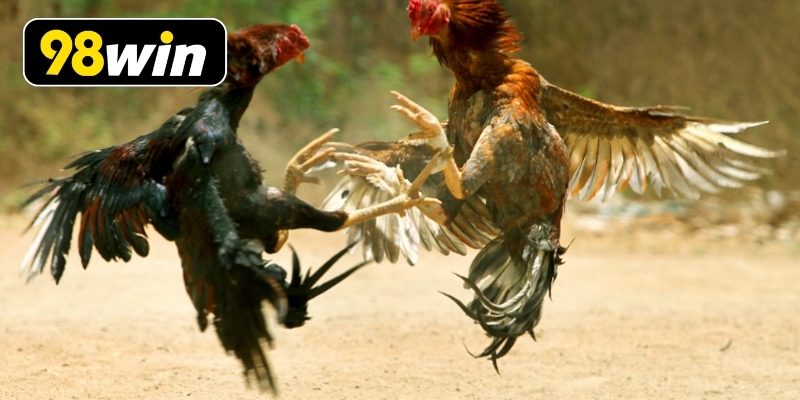 Trận đấu đá gà cựa tròn Campuchia đang diễn ra